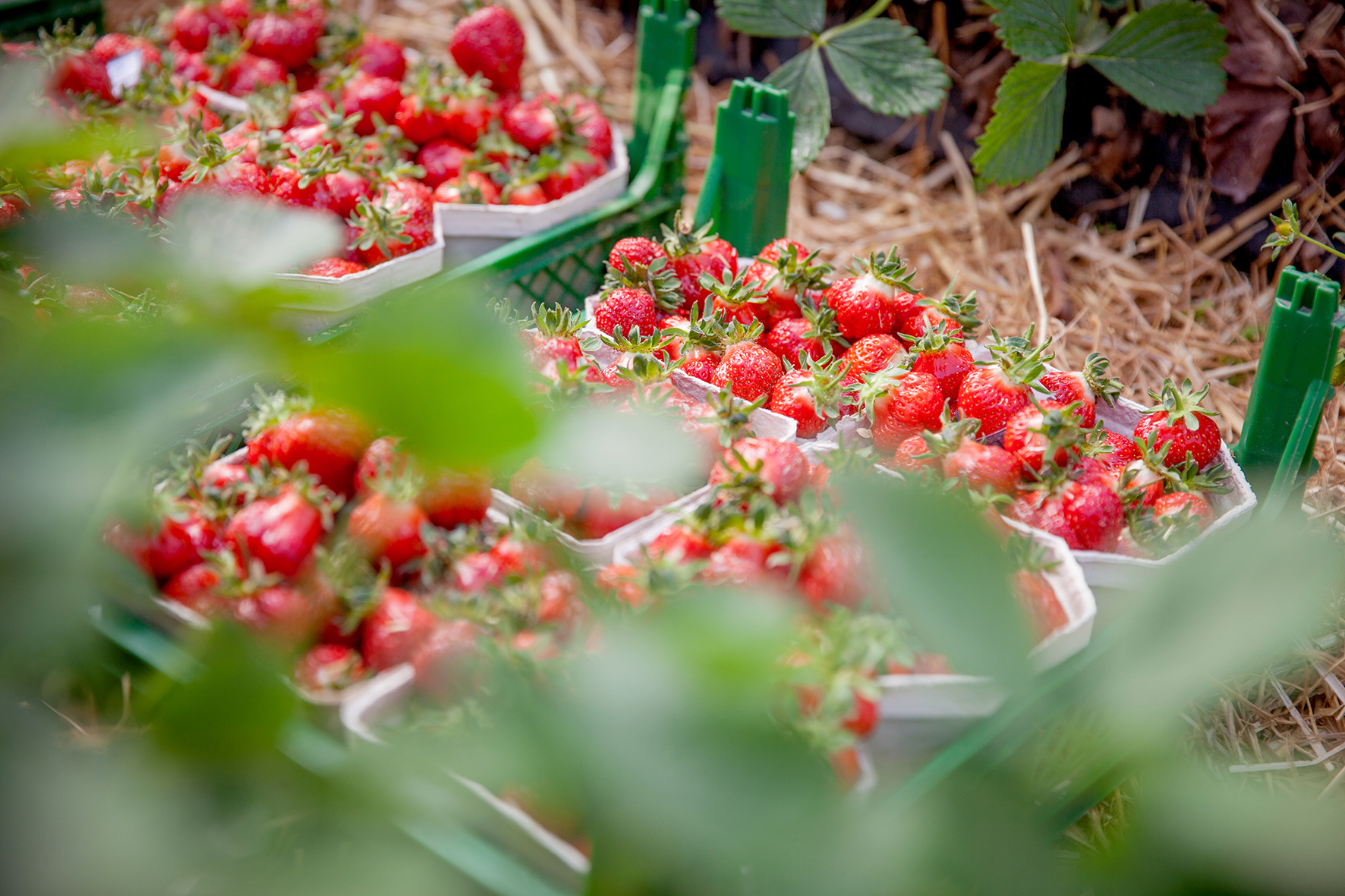 Deutsche Erdbeeren - die Königin der Beeren